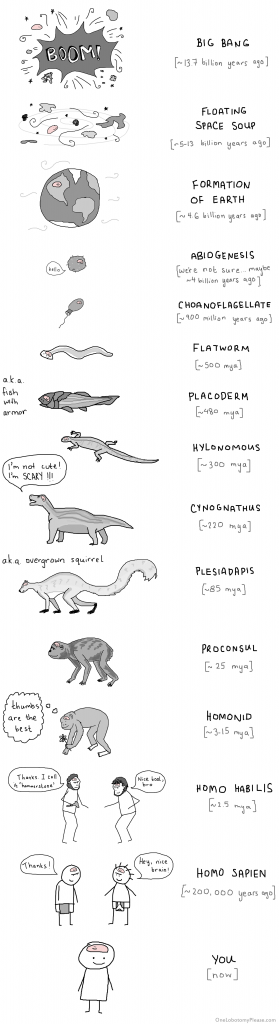 timeline of human evolution